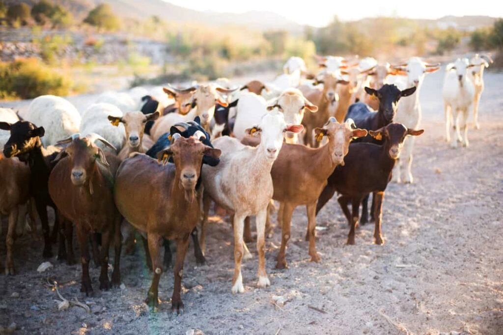 Uttam Goat Training in Mathura -Vrindavan